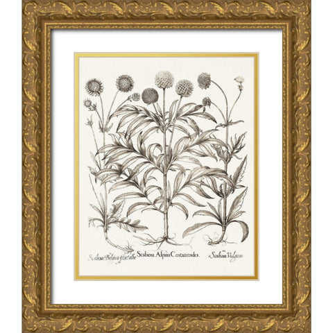 Sepia Besler Botanicals IV Gold Ornate Wood Framed Art Print with Double Matting by Besler, Basilius