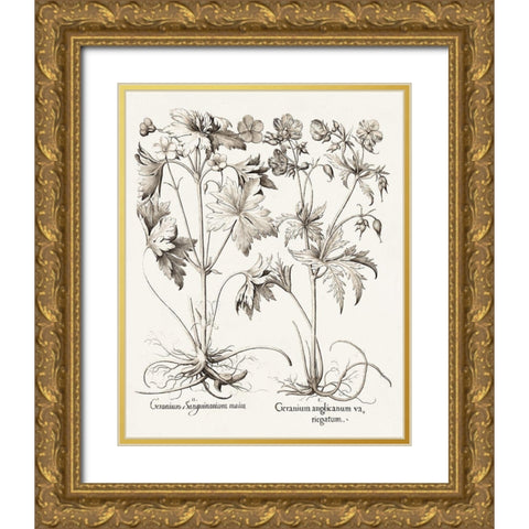 Sepia Besler Botanicals V Gold Ornate Wood Framed Art Print with Double Matting by Besler, Basilius