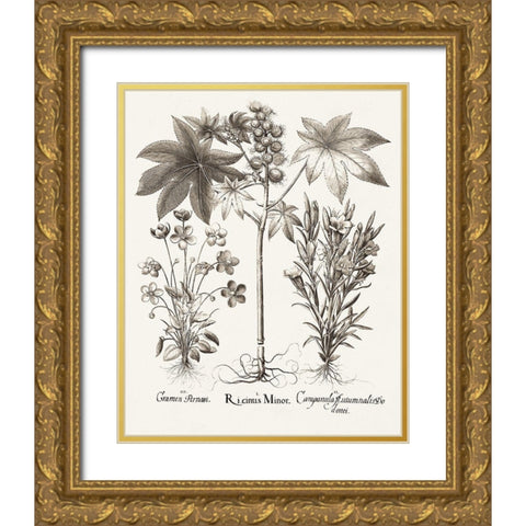 Sepia Besler Botanicals VI Gold Ornate Wood Framed Art Print with Double Matting by Besler, Basilius