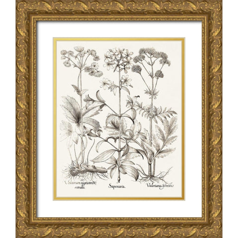 Sepia Besler Botanicals VII Gold Ornate Wood Framed Art Print with Double Matting by Besler, Basilius