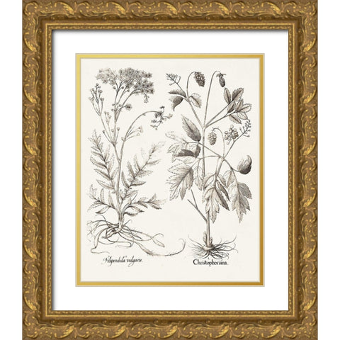 Sepia Besler Botanicals VIII Gold Ornate Wood Framed Art Print with Double Matting by Besler, Basilius