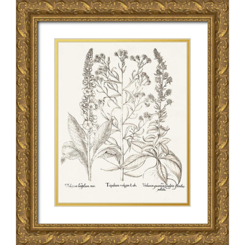 Sepia Besler Botanicals IX Gold Ornate Wood Framed Art Print with Double Matting by Besler, Basilius