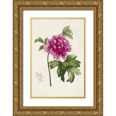Pretty Pink Botanicals I Gold Ornate Wood Framed Art Print with Double Matting by Unknown