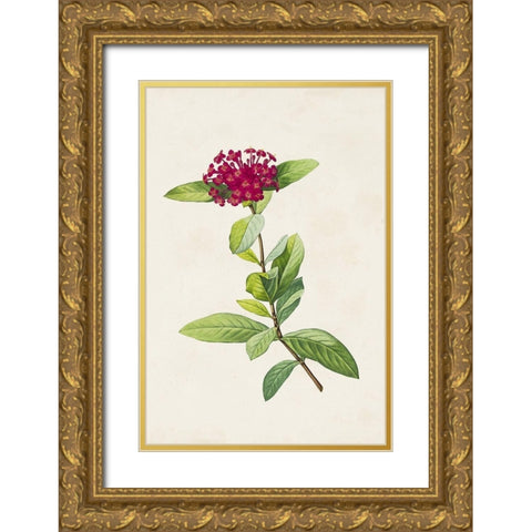 Pretty Pink Botanicals II Gold Ornate Wood Framed Art Print with Double Matting by Unknown