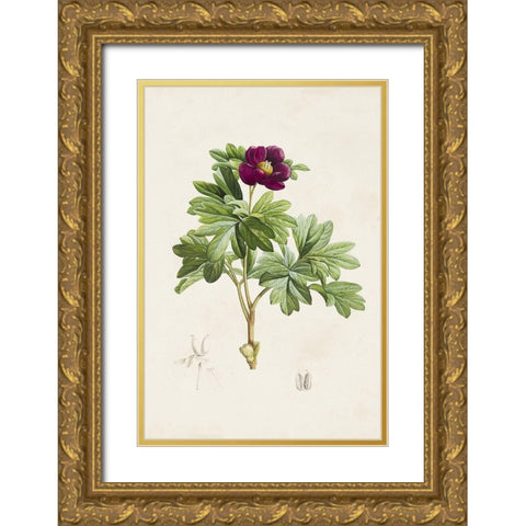 Pretty Pink Botanicals III Gold Ornate Wood Framed Art Print with Double Matting by Unknown