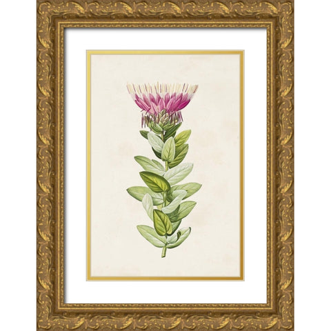Pretty Pink Botanicals IV Gold Ornate Wood Framed Art Print with Double Matting by Unknown