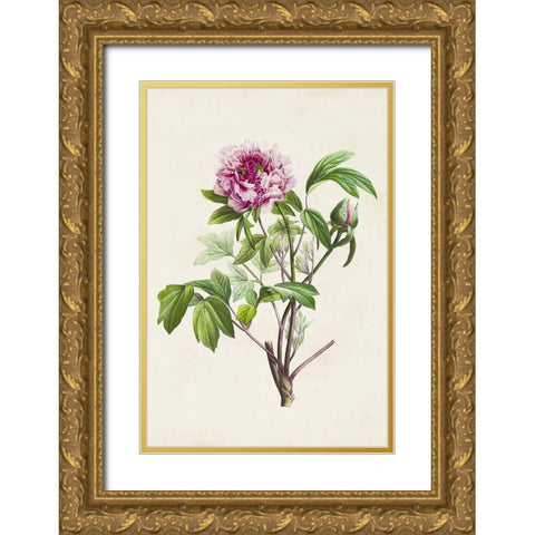 Pretty Pink Botanicals V Gold Ornate Wood Framed Art Print with Double Matting by Unknown