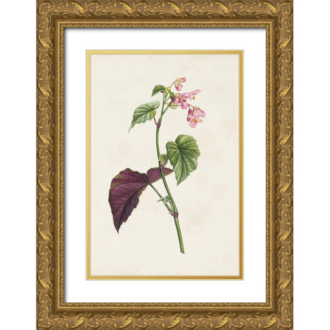 Pretty Pink Botanicals VI Gold Ornate Wood Framed Art Print with Double Matting by Unknown