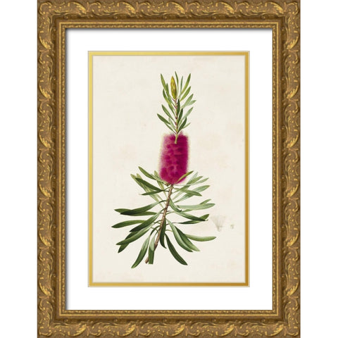 Pretty Pink Botanicals VII Gold Ornate Wood Framed Art Print with Double Matting by Unknown