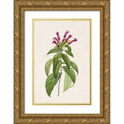 Pretty Pink Botanicals VIII Gold Ornate Wood Framed Art Print with Double Matting by Unknown