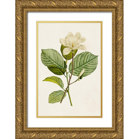 Magnolia Flowers I Gold Ornate Wood Framed Art Print with Double Matting by Unknown