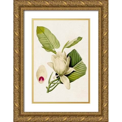 Magnolia Flowers II Gold Ornate Wood Framed Art Print with Double Matting by Unknown