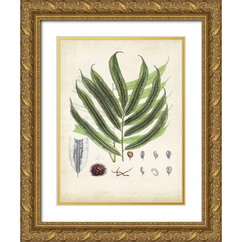 Collected Ferns III Gold Ornate Wood Framed Art Print with Double Matting by Unknown