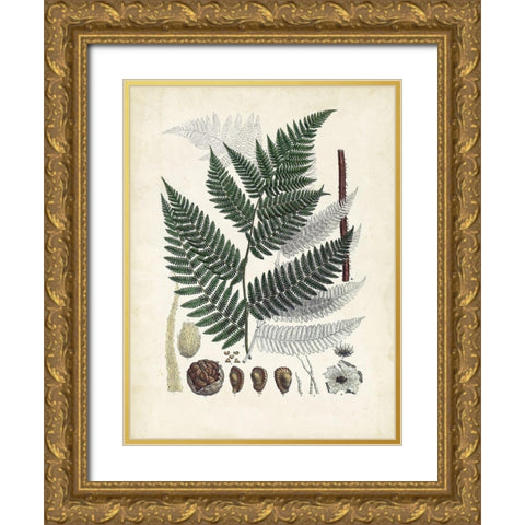 Collected Ferns IV Gold Ornate Wood Framed Art Print with Double Matting by Unknown