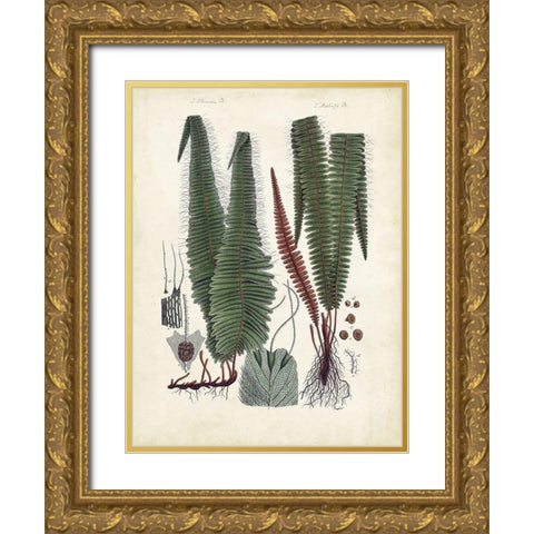 Collected Ferns V Gold Ornate Wood Framed Art Print with Double Matting by Unknown