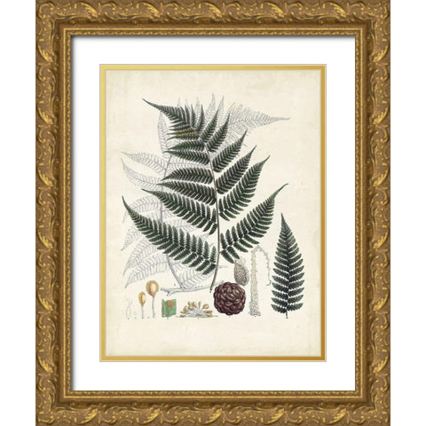 Collected Ferns VI Gold Ornate Wood Framed Art Print with Double Matting by Unknown