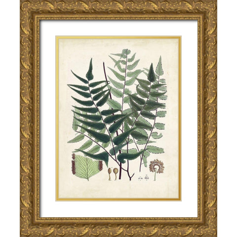 Collected Ferns VII Gold Ornate Wood Framed Art Print with Double Matting by Unknown