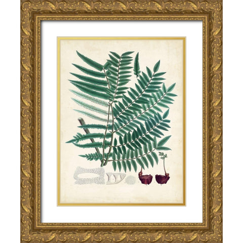 Collected Ferns VIII Gold Ornate Wood Framed Art Print with Double Matting by Unknown