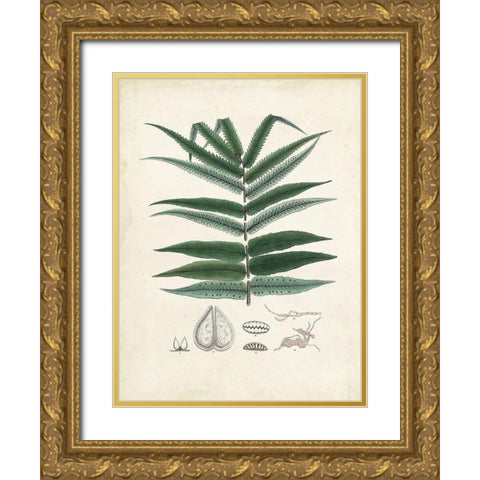 Collected Ferns IX Gold Ornate Wood Framed Art Print with Double Matting by Unknown