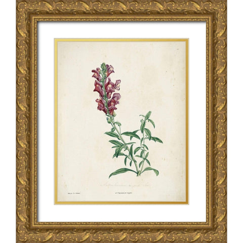 Traditional Botanical I Gold Ornate Wood Framed Art Print with Double Matting by de Langlois