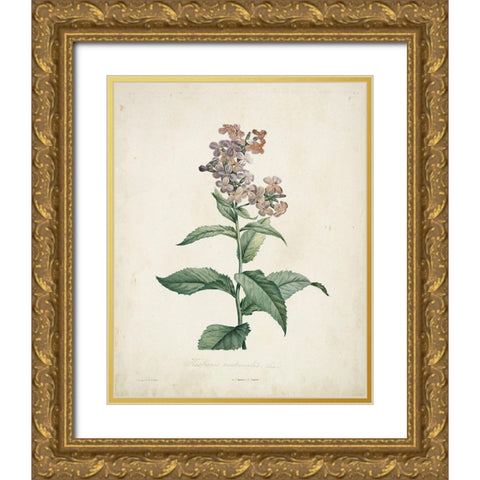 Traditional Botanical II Gold Ornate Wood Framed Art Print with Double Matting by de Langlois