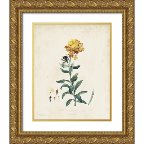 Traditional Botanical III Gold Ornate Wood Framed Art Print with Double Matting by de Langlois
