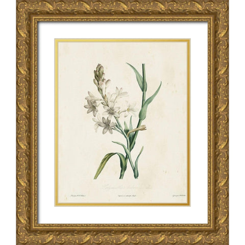 Traditional Botanical IV Gold Ornate Wood Framed Art Print with Double Matting by de Langlois