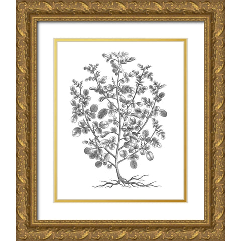 BAndW Plant Specimen I Gold Ornate Wood Framed Art Print with Double Matting by Unknown
