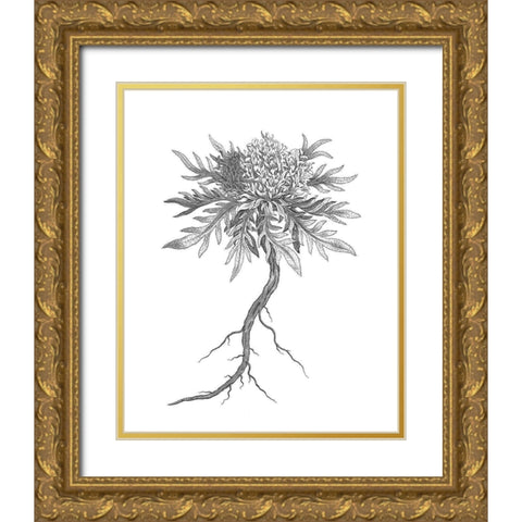 BAndW Plant Specimen III Gold Ornate Wood Framed Art Print with Double Matting by Unknown