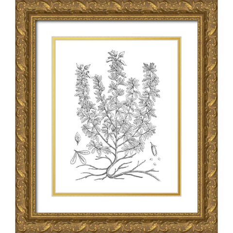 BAndW Plant Specimen V Gold Ornate Wood Framed Art Print with Double Matting by Unknown