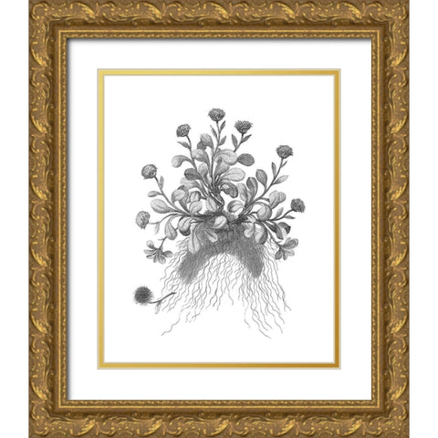 BAndW Plant Specimen VII Gold Ornate Wood Framed Art Print with Double Matting by Unknown