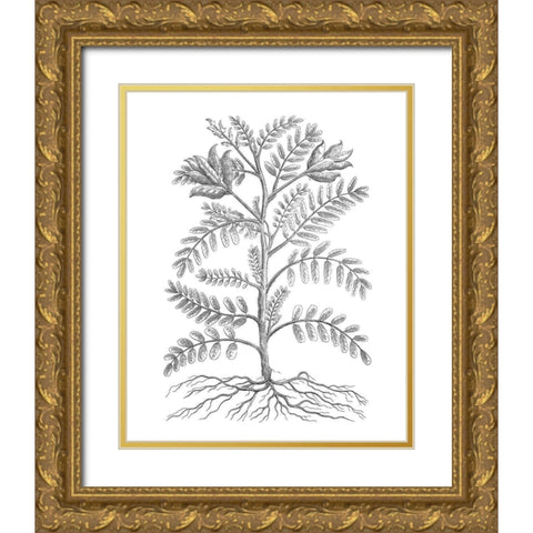 BAndW Plant Specimen IX Gold Ornate Wood Framed Art Print with Double Matting by Unknown