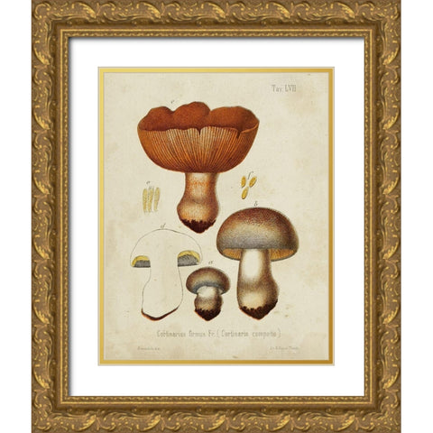 Mushroom Varieties I Gold Ornate Wood Framed Art Print with Double Matting by Unknown