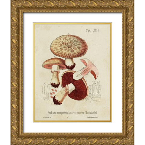 Mushroom Varieties II Gold Ornate Wood Framed Art Print with Double Matting by Unknown