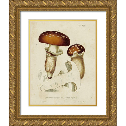 Mushroom Varieties III Gold Ornate Wood Framed Art Print with Double Matting by Unknown