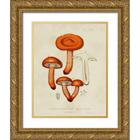 Mushroom Varieties IV Gold Ornate Wood Framed Art Print with Double Matting by Unknown