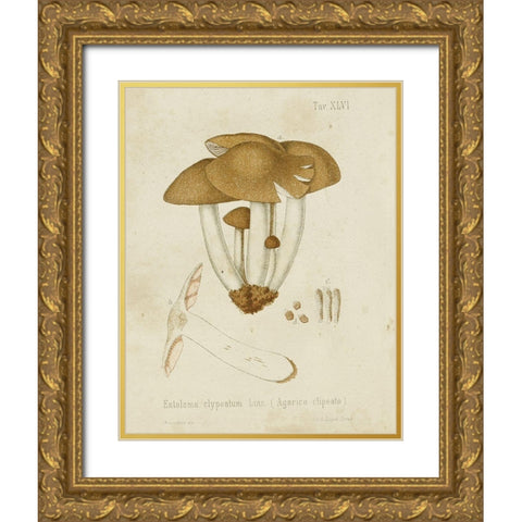 Mushroom Varieties V Gold Ornate Wood Framed Art Print with Double Matting by Unknown