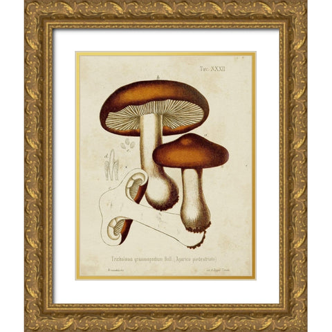 Mushroom Varieties VI Gold Ornate Wood Framed Art Print with Double Matting by Unknown