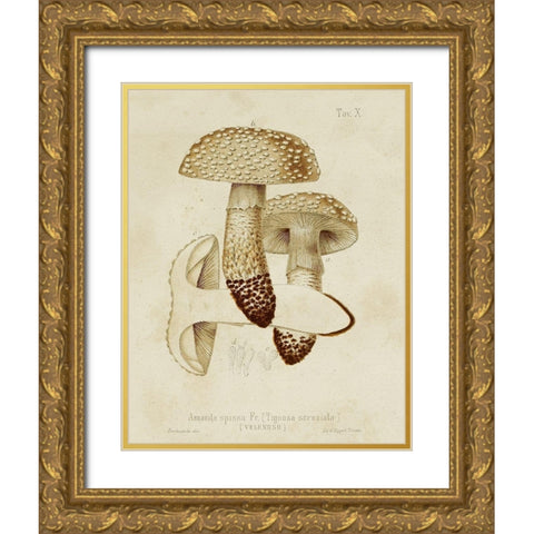 Mushroom Varieties VIII Gold Ornate Wood Framed Art Print with Double Matting by Unknown