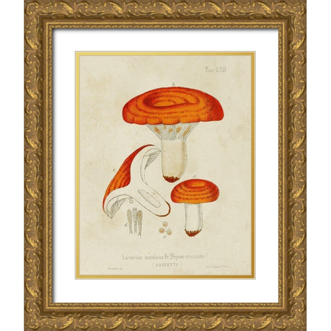 Mushroom Varieties IX Gold Ornate Wood Framed Art Print with Double Matting by Unknown