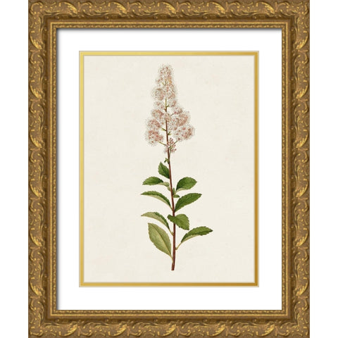 Mauve Garden Flowers II Gold Ornate Wood Framed Art Print with Double Matting by Unknown