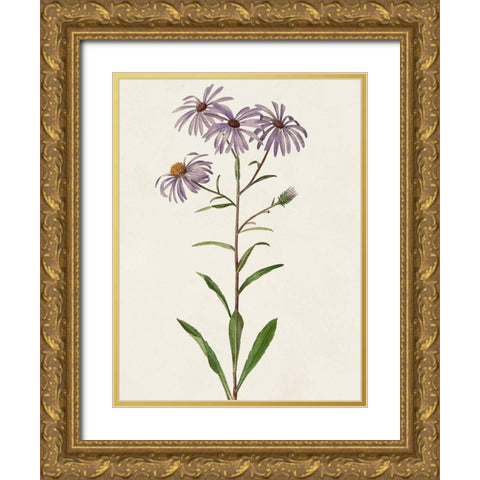 Mauve Garden Flowers III Gold Ornate Wood Framed Art Print with Double Matting by Unknown