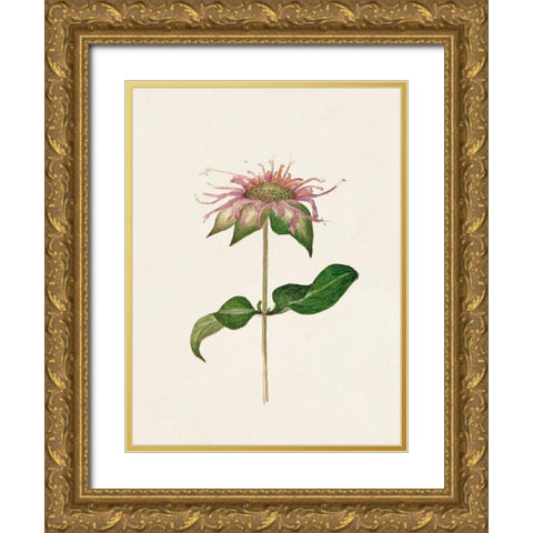Mauve Garden Flowers V Gold Ornate Wood Framed Art Print with Double Matting by Unknown