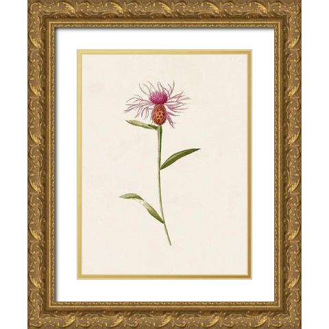 Mauve Garden Flowers VI Gold Ornate Wood Framed Art Print with Double Matting by Unknown