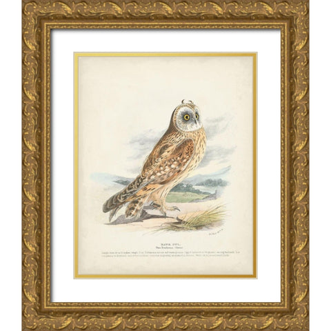 Hawk Owl Gold Ornate Wood Framed Art Print with Double Matting by Meyer, H.L.