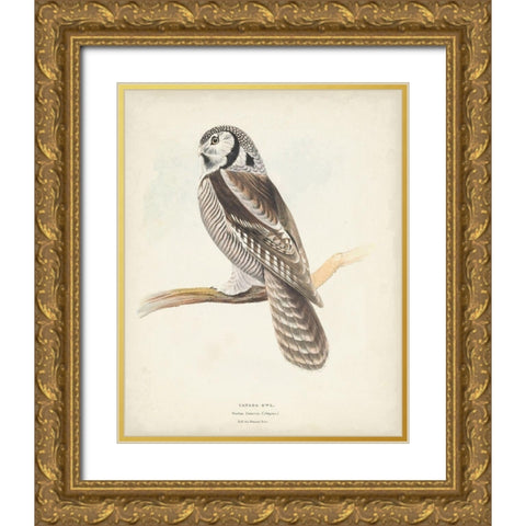 Canada Owl Gold Ornate Wood Framed Art Print with Double Matting by Meyer, H.L.