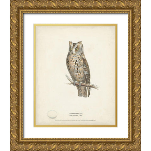 Scops- Eared Owl Gold Ornate Wood Framed Art Print with Double Matting by Meyer, H.L.