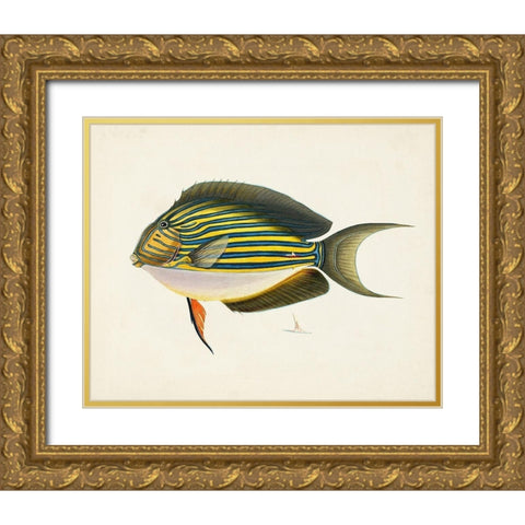 Tropical Fish Collection I Gold Ornate Wood Framed Art Print with Double Matting by Unknown