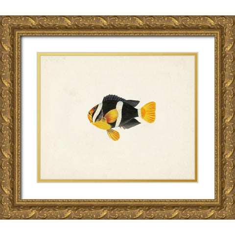 Tropical Fish Collection II Gold Ornate Wood Framed Art Print with Double Matting by Unknown