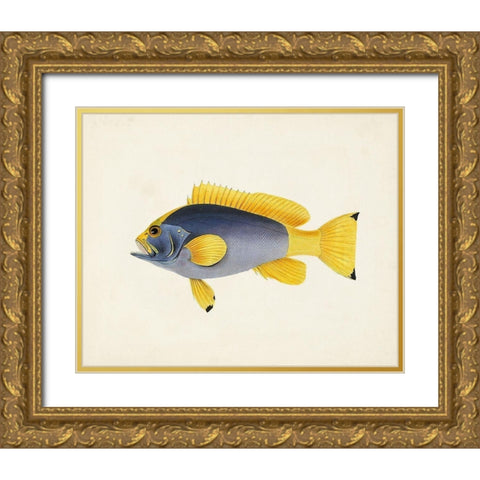 Tropical Fish Collection V Gold Ornate Wood Framed Art Print with Double Matting by Unknown